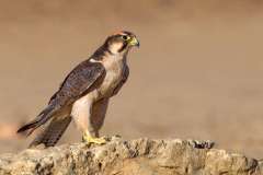 Lanner Falcon at waterhole in Kgalagadi