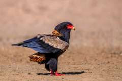 Male Bateleur Eagle in Kgalagadi