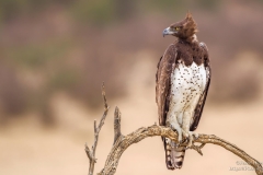 Martial Eagle Portrait at Nossob hide in Kgalagadi