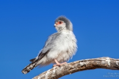 Pygmy Falcon showing of in Mata Mata Kgalagadi