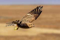 Rock Kestrel flyby