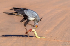 Secretary bird eating a puffadder snake