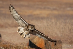 Spotted Eagle Owl flyby