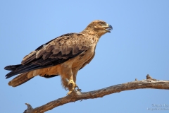 Tawny Eagle with blue background