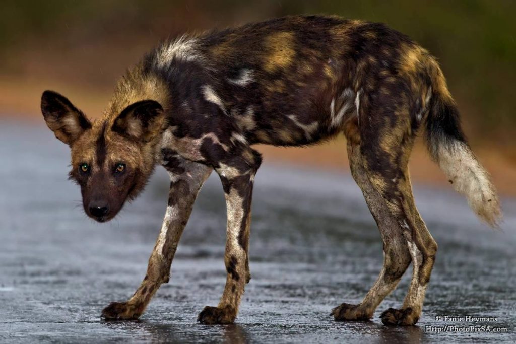 African Wildldog - Painted dog - Kruger National Park