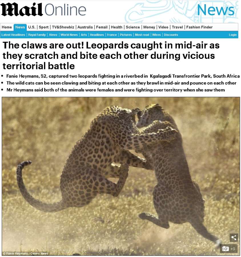 Fanie Heymans Leopard fight in Kgalagadi