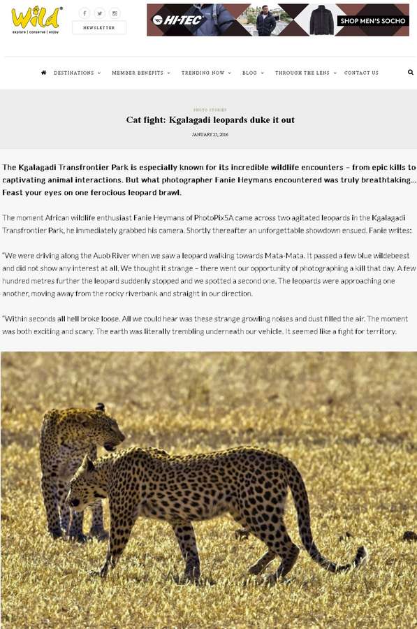 Leopard fight by Fanie Heymans