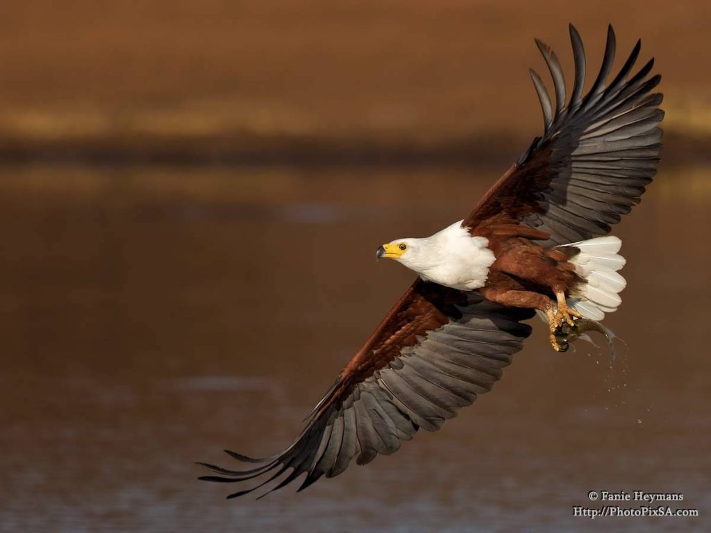African Fish Eagle bypass with fish in its claws, Kruger National Park
