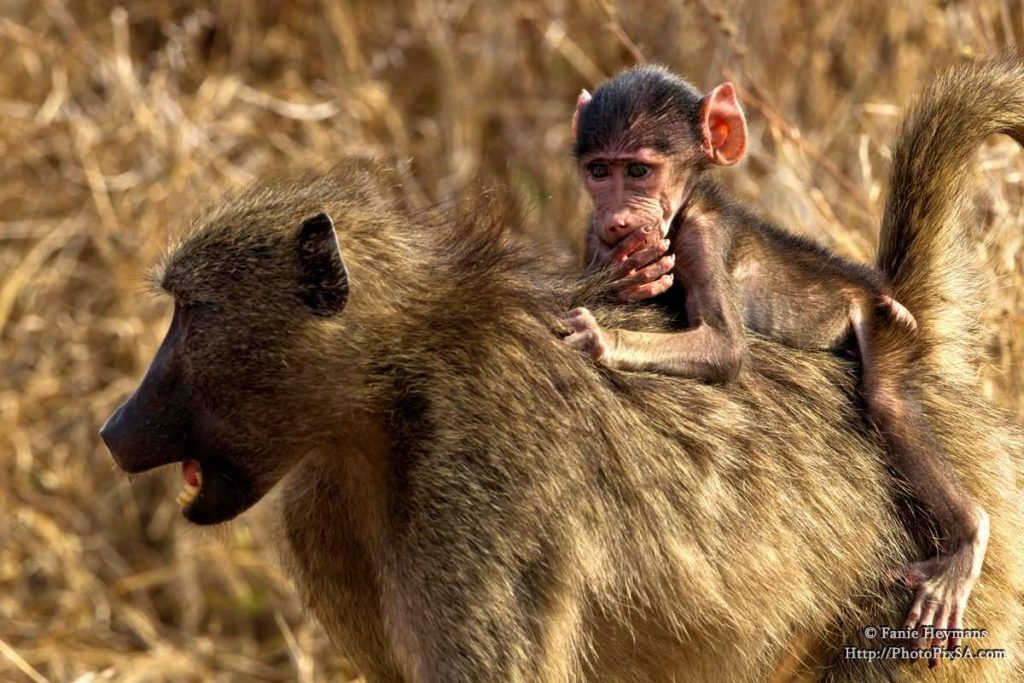 Chacma baboon with her baby riding on her back in Kruger National Park