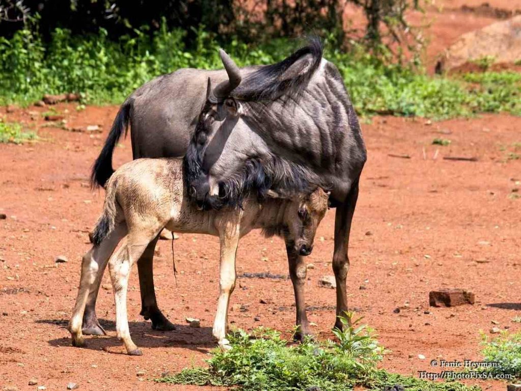 Pilanesberg : Blue Wildebeest Baby cared by mom