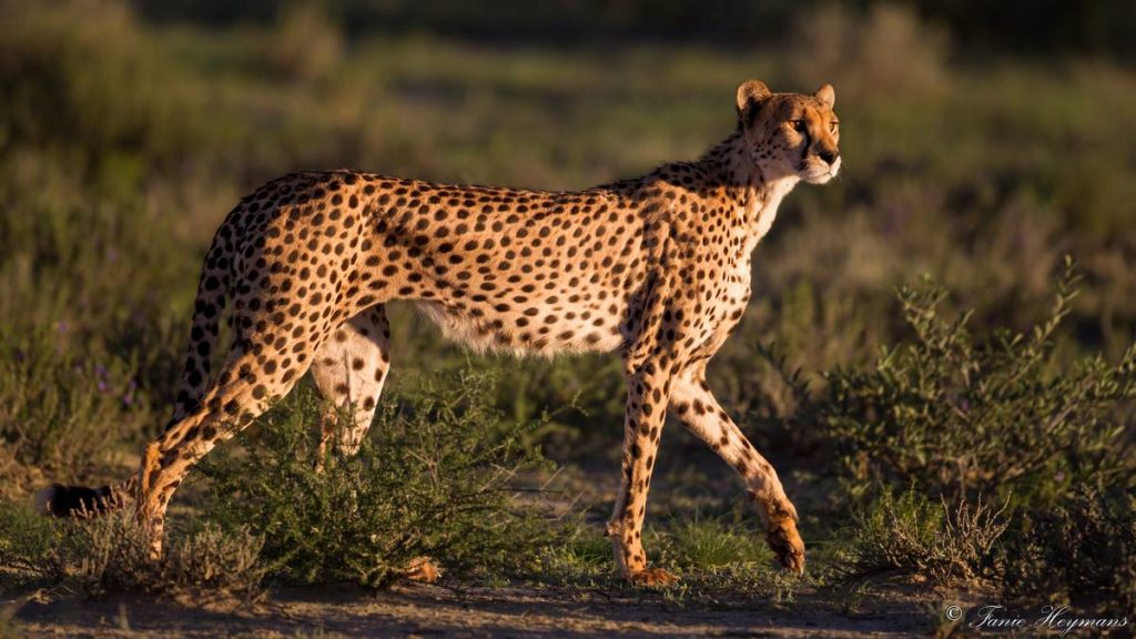Big Cheetah female walking in Kgalagadi with the cub about 10 meters back.