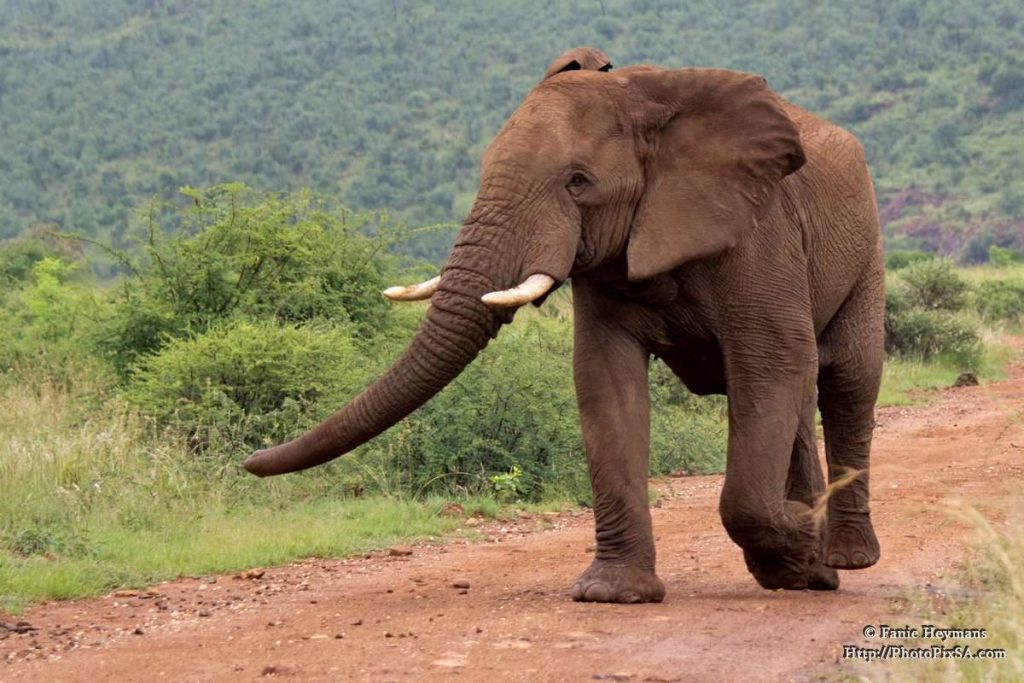 Elephant walking on gravel road in Pilanesberg South Africa