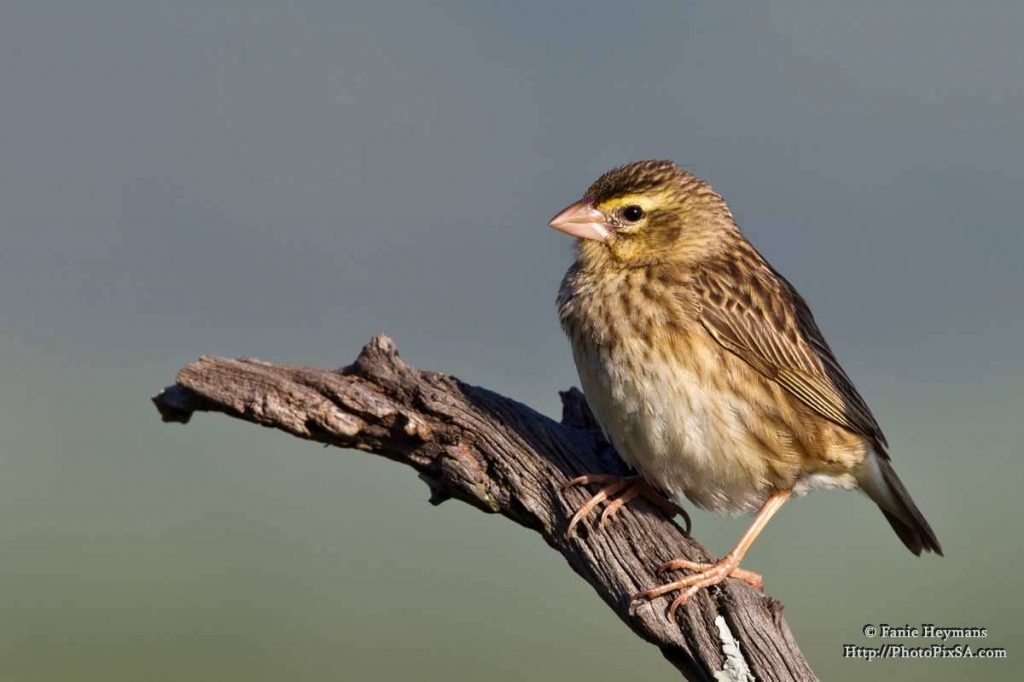 Yellow-green Canary on branch at Pilanesberg