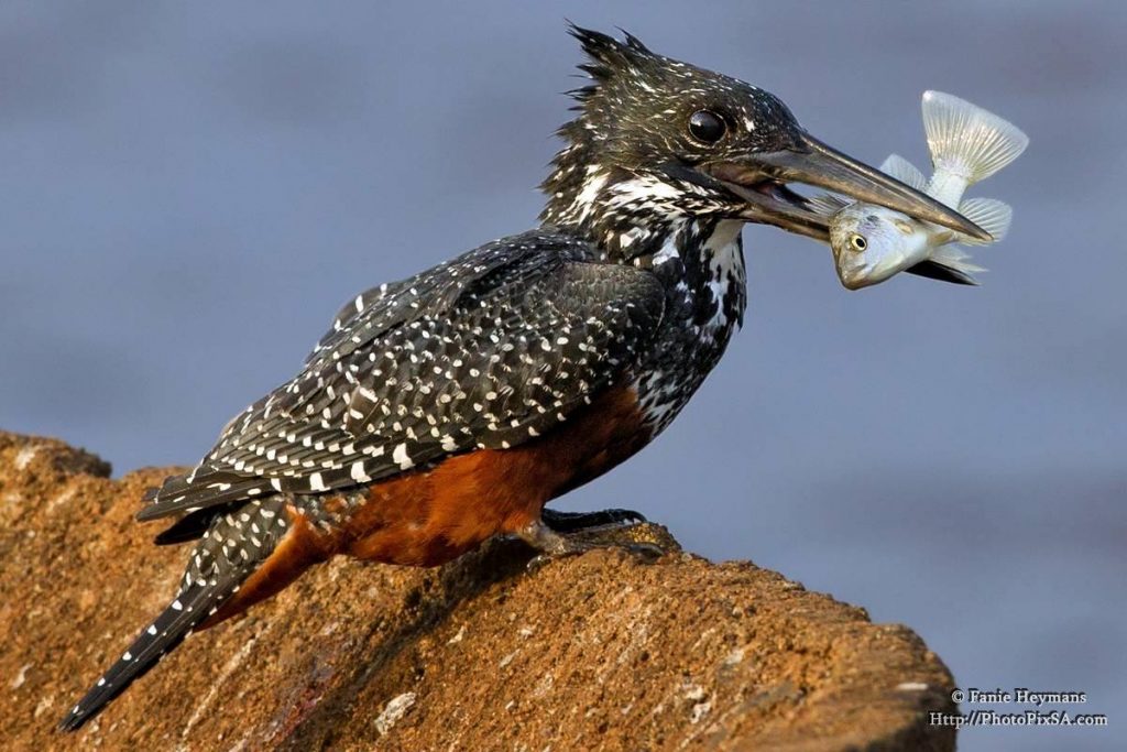 Giant Kingfisher with a fish in its beak in