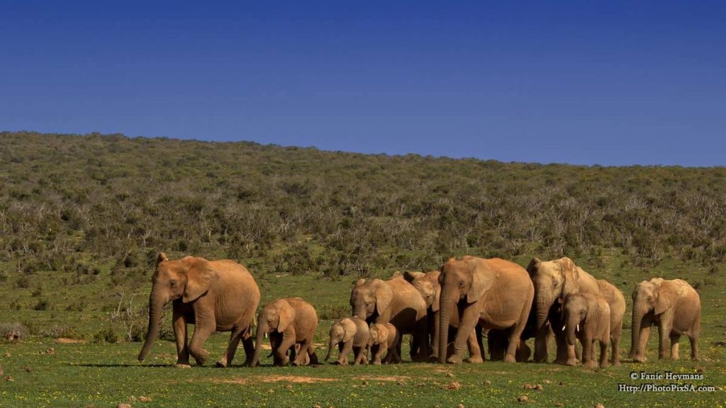 Elephant Herd with baby's walking in a straight line