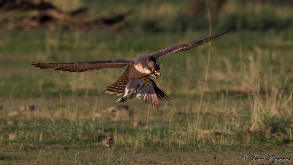 Lanner Falcon flying with a dove in its claws.