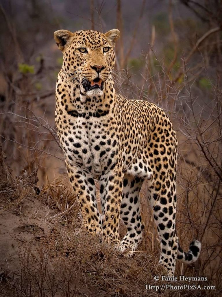Leopard standing on a ant hill in Kruger National Park
