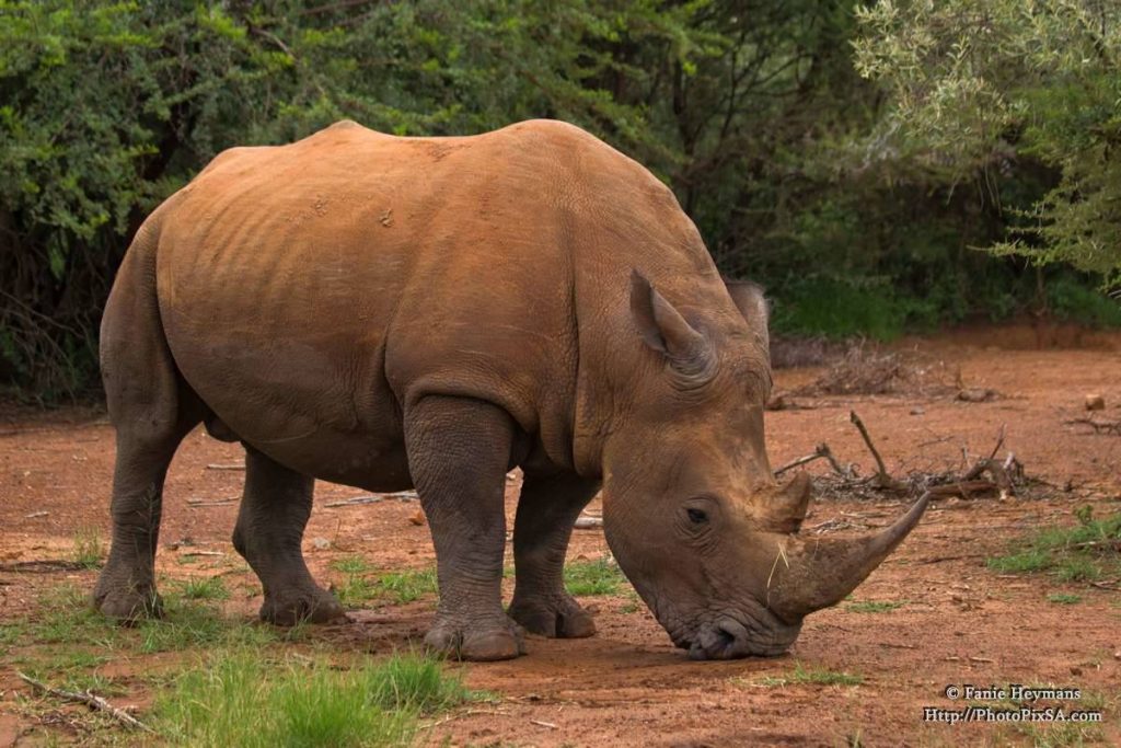Rhinoceros at Pilanesberg with big horn busy grazing