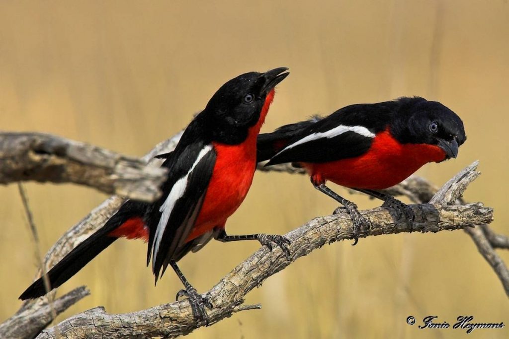 Beautiful pair of Crimson-breasted shrikes on a branch.