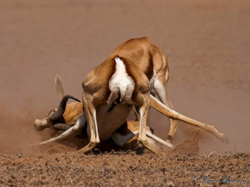 This two male Springbok fighting in Kgalagadi, South Africa