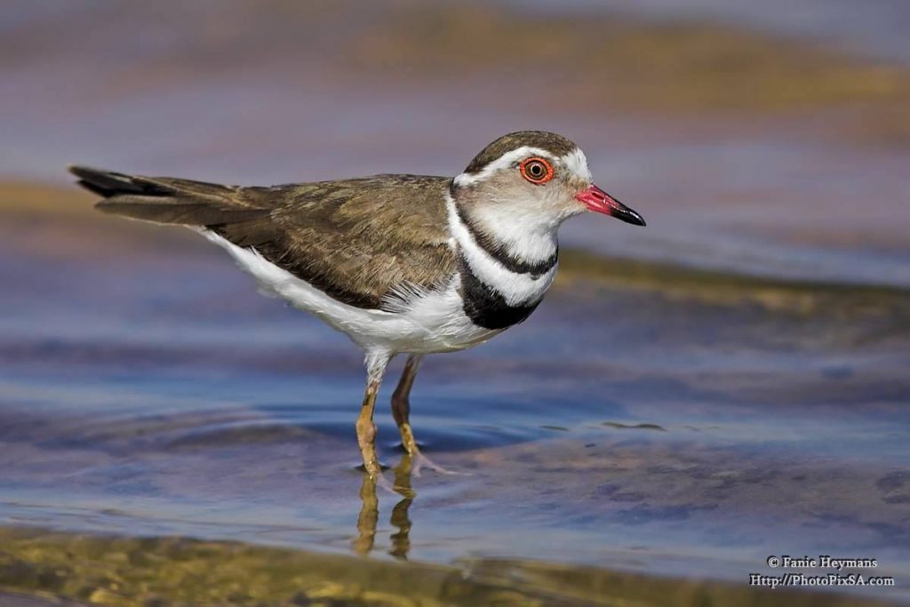 Three banded Plover standing in the water