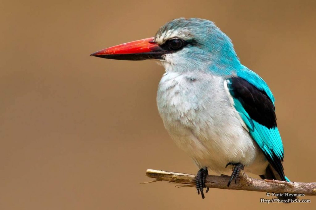 Woodland kingfisher on branch