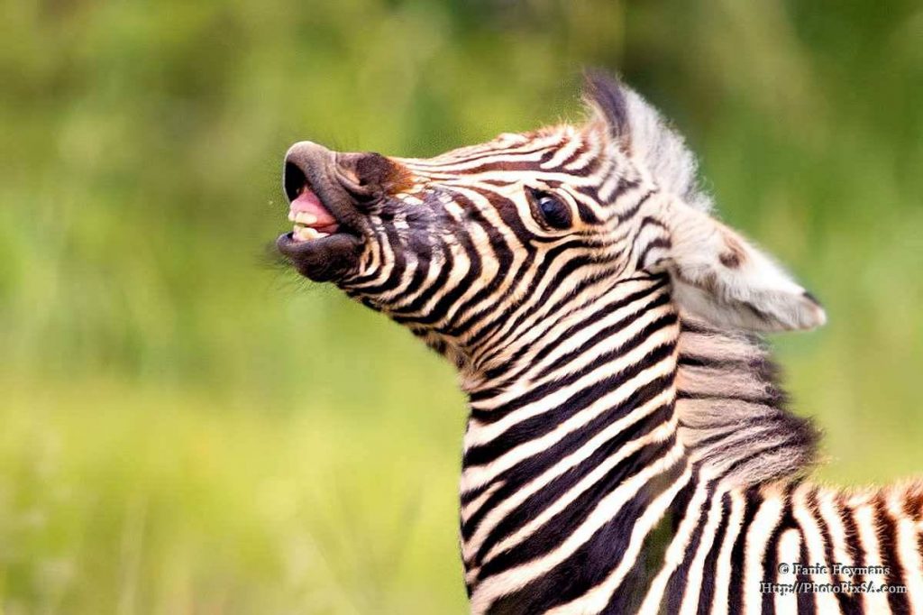 Zebra's Foal Playing showing teeth when smiling in Pilanesberg