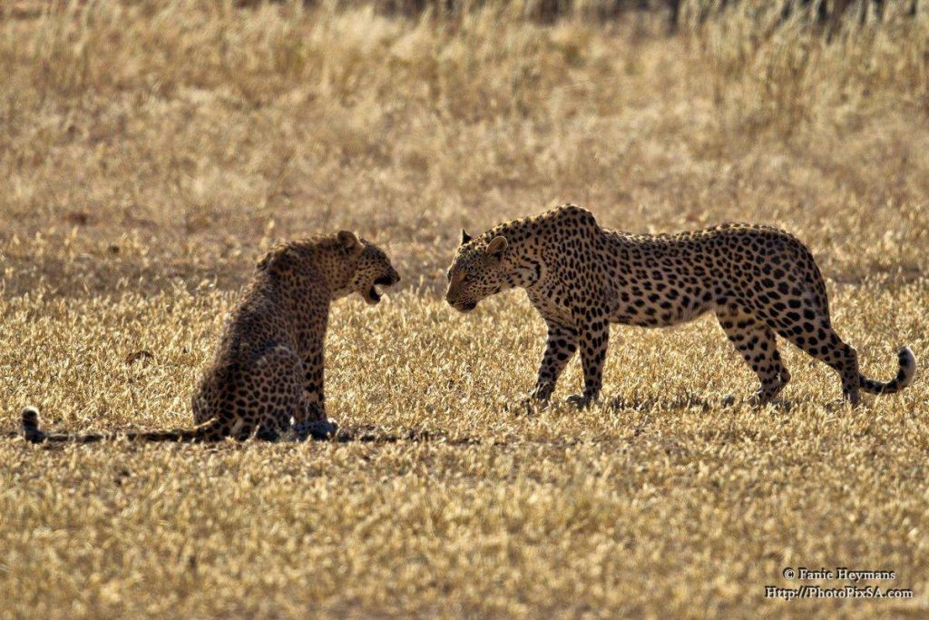 Leopard fight. Two leopards facing each other in the Kgalagadi Africa