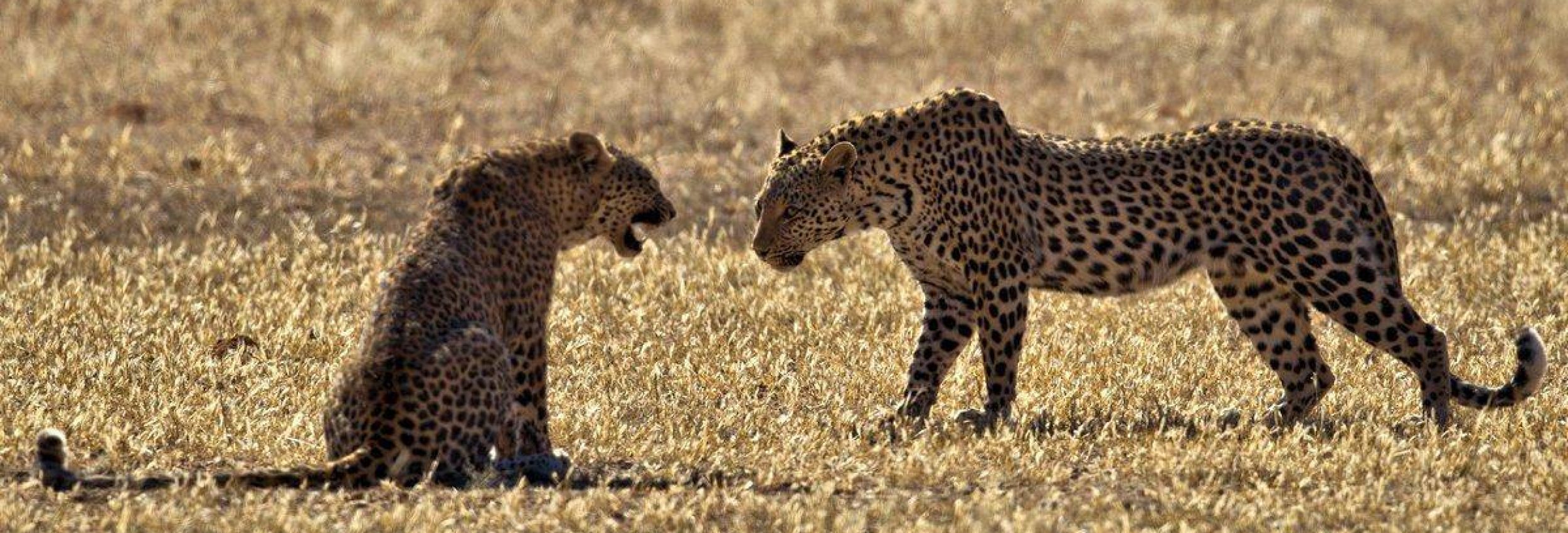 Leopard Fight