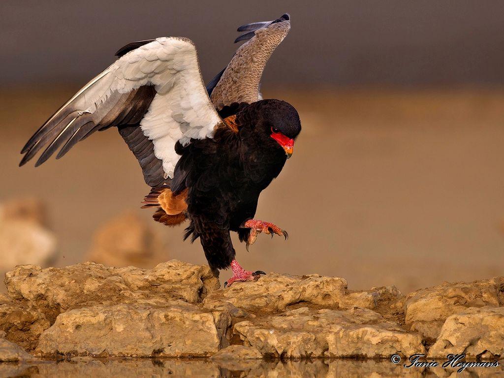 Kgalagadi Bateleur Eagle with spreaded wings