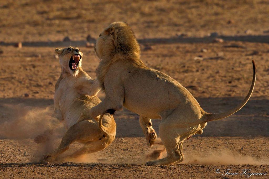 Kgalagadi Big Male lion fighting off a female attack