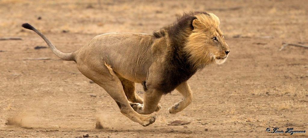 Big African Male Lion (Panthera Leo) busy running in the Kgalagadi Africa