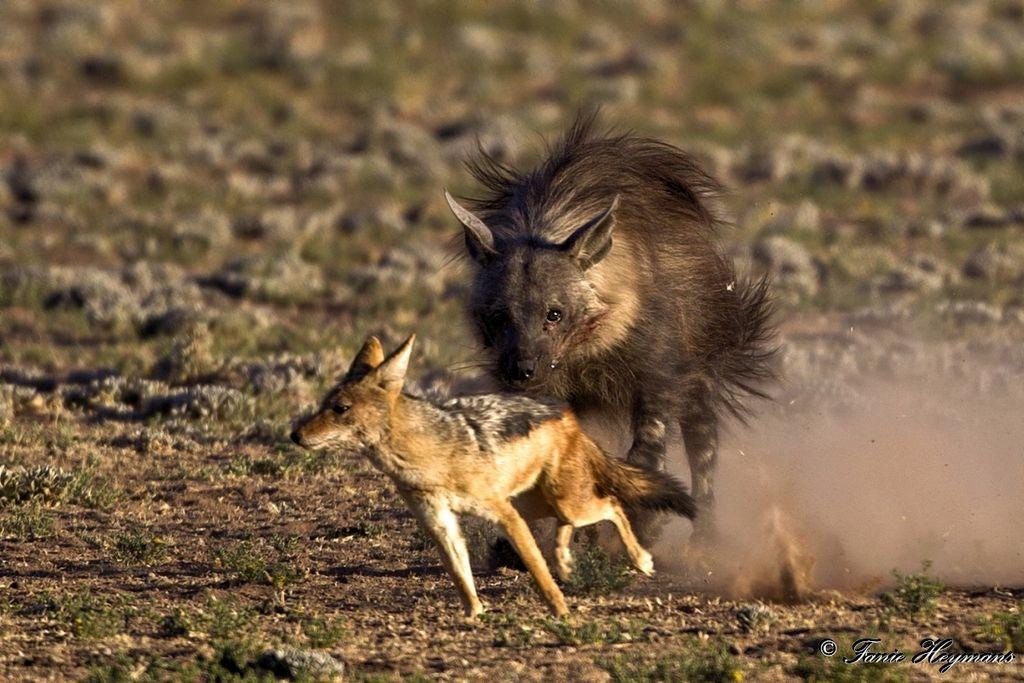 Kgalagadi Brown Hyena chasing a Jackal from a dead Blue willdebeest carcass