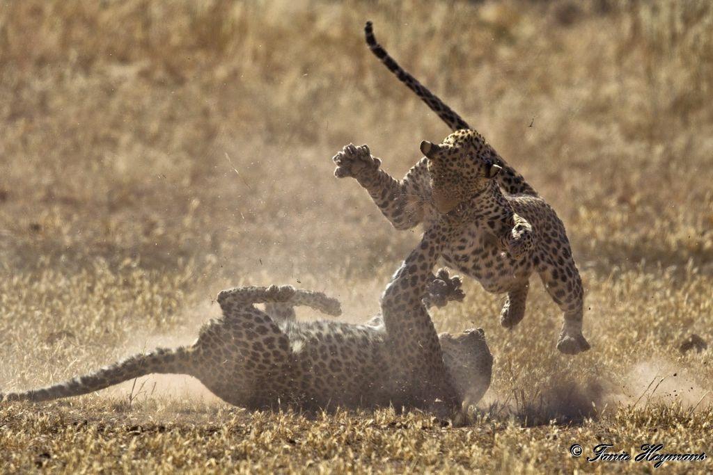 Kgalagadi leopards in mid-air fighting in Africa