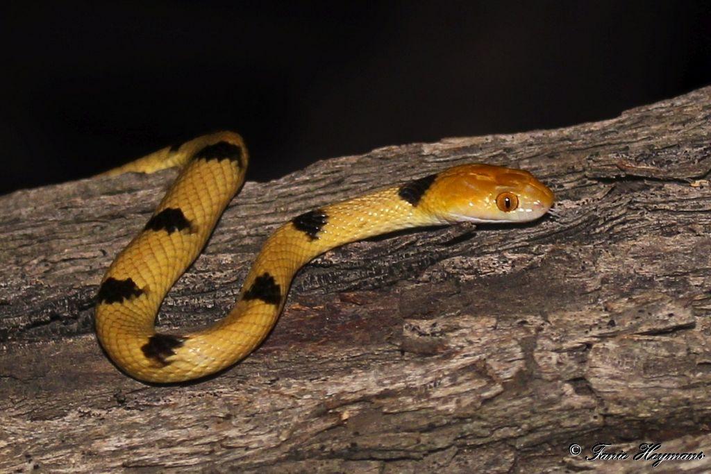 Tiger Snake on a tree at night in Mabuasehube