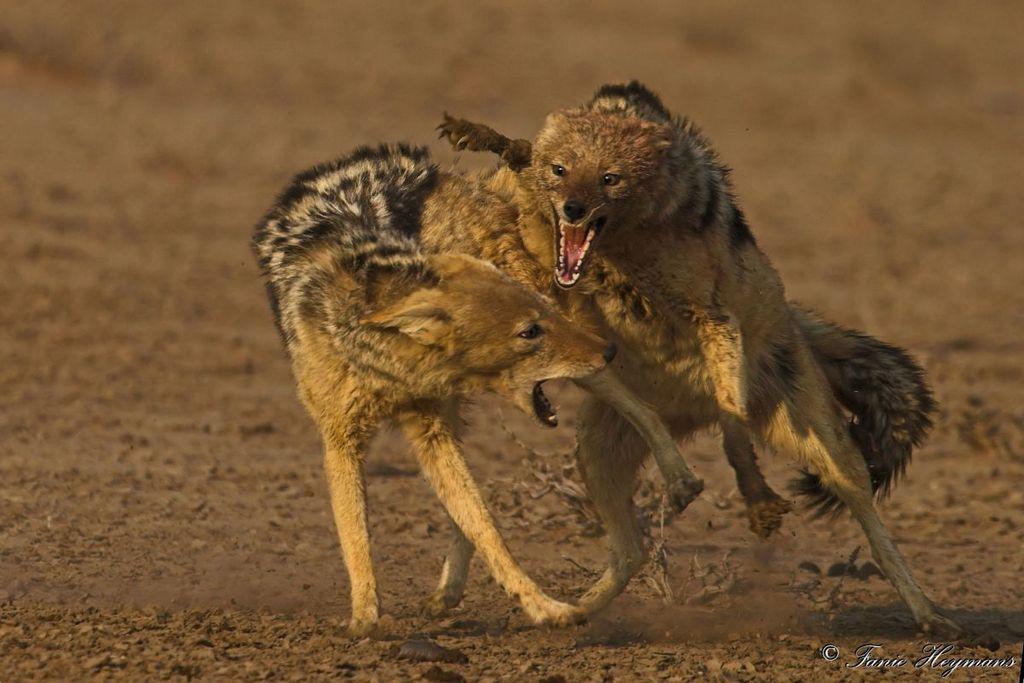 Two black-backed jackals fighting