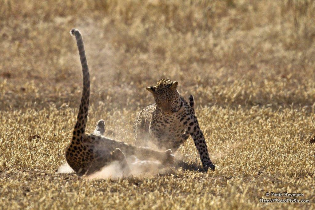 Female leopard falls down with a lot of dust and tail in the air