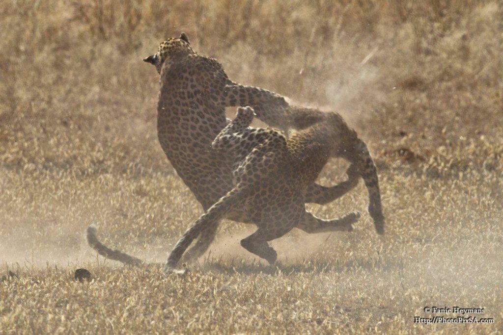 Aggressive leopards fight with a lot of action