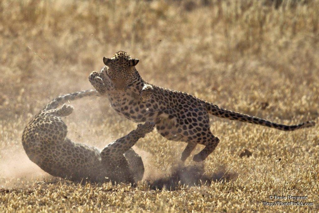 Leopard flying through the air while attacking another leopard