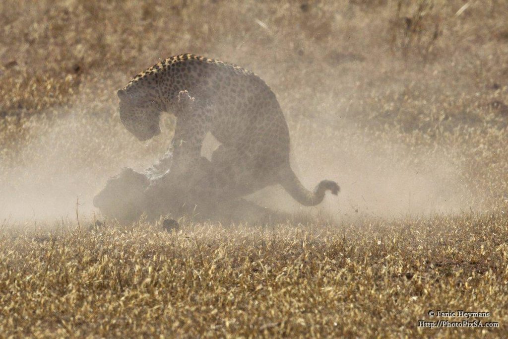 Leopards digging its paws into another 