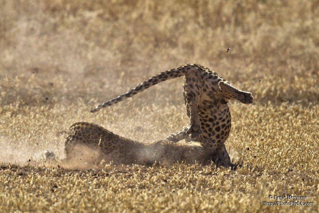 Vicious leopard fight till one surrender to the other