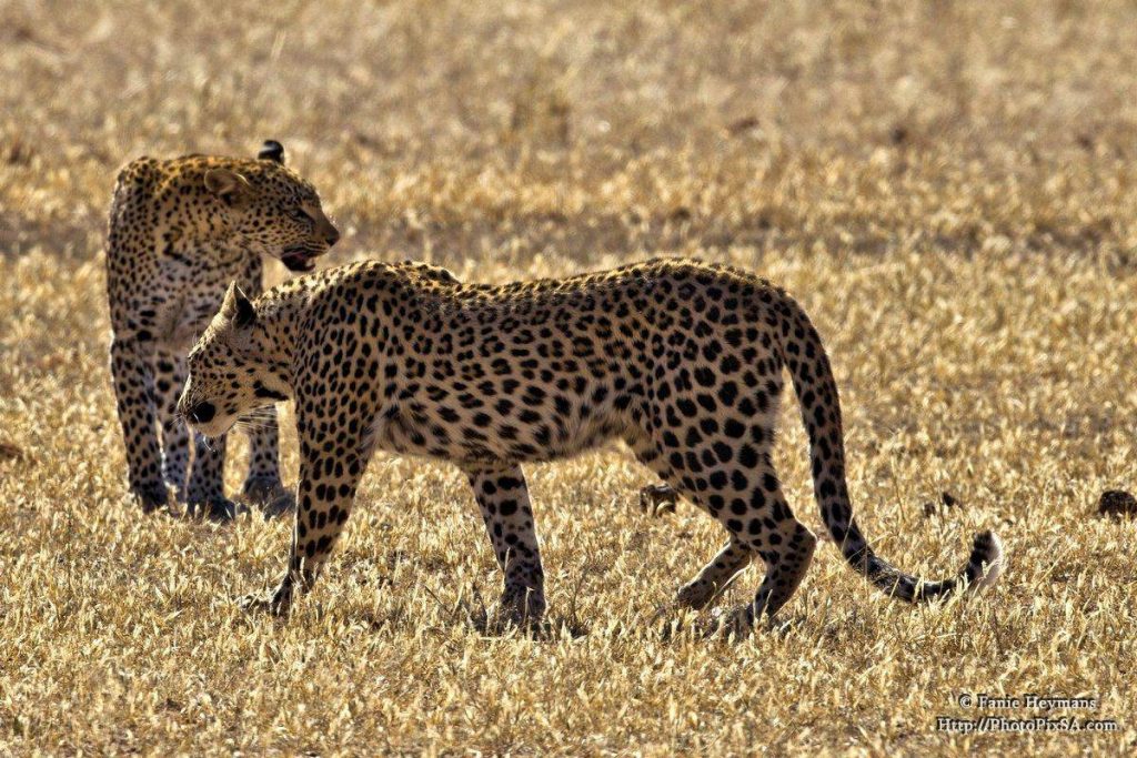 Two female leopards meeting each other in the Aub River in the Kgalagadi