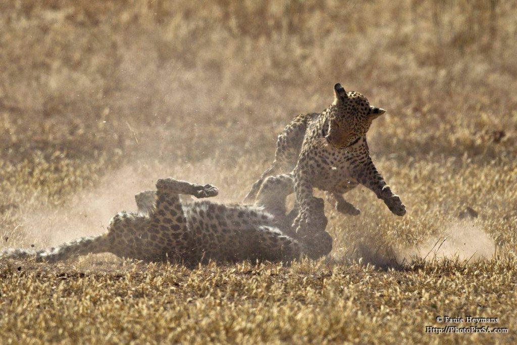 Leopard fight in the Kgalagadi Africa